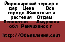 Йоркширский терьер в дар › Цена ­ 1 - Все города Животные и растения » Отдам бесплатно   . Амурская обл.,Райчихинск г.